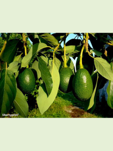 Persea americana var. 'Zutano' / Avocatier