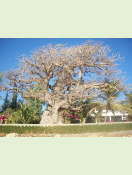 adansonia digitata – Baobab Africain