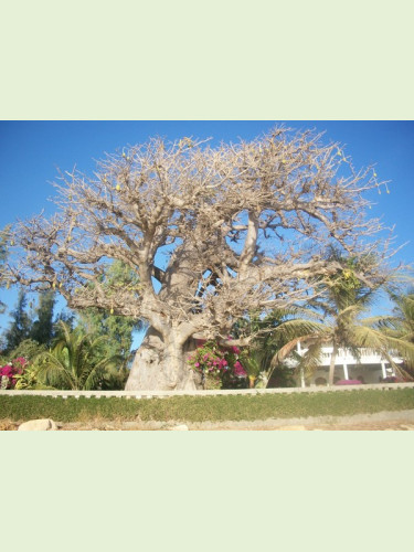 adansonia digitata – Baobab Africain