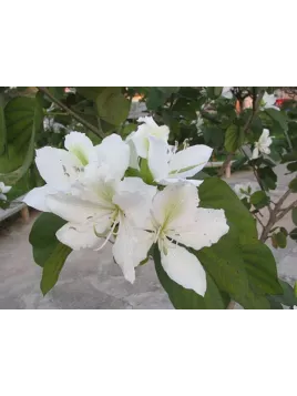 Bauhinia variegata alba