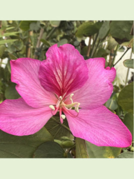 Bauhinia variegata / arbre à Orchidée