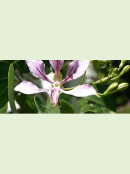 Bauhinia yunnanensis / arbre à orchidées