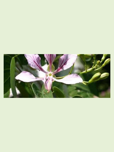 Bauhinia yunnanensis / arbre à orchidées