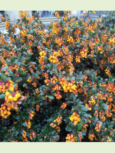 Berberis 'Darwinii' / Epine vinette de Darwin