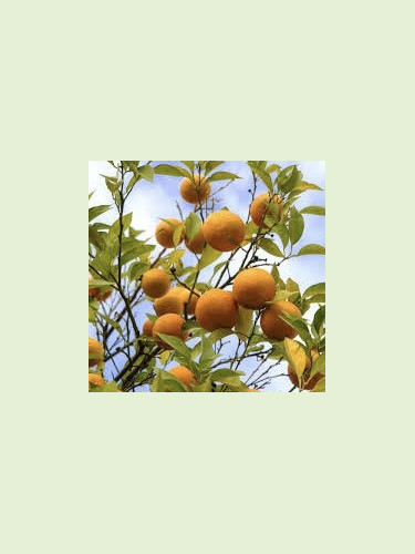 Citrus x aurantium / Bigaradier amargo