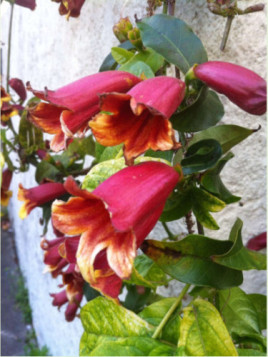 Bignonia 'Capreolata' / Bignone chocolat (Doxantha)