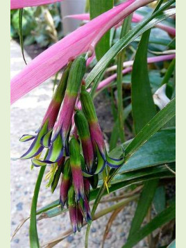 Billbergia Nutans