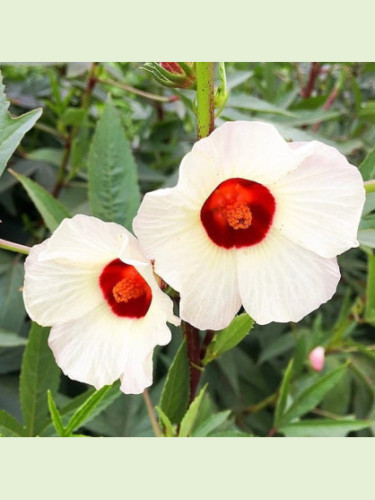 Bissap vert / Hibiscus sabdariffa / Roselle / Oseille de Guinée