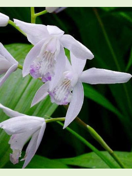 Bletilla striata 'alba' / Orchidée de jardin blanche