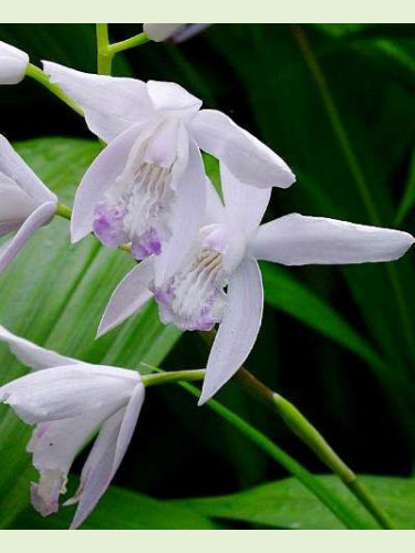 Bletilla striata 'alba' / Orchidée de jardin blanche