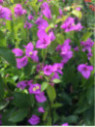 Bougainvillea spectabilis (x) glabra 'Violet de Mèze'