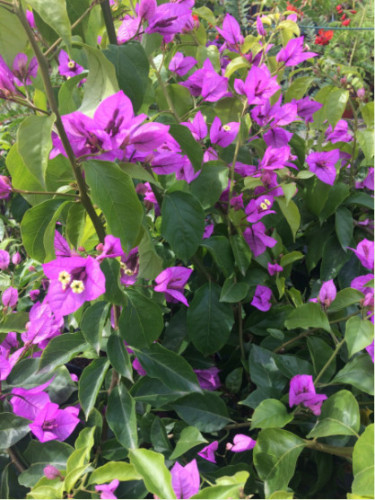 Bougainvillea spectabilis (x) glabra 'Violet de Mèze'