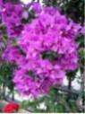 Bougainvillier x glabra 'Sanderiana'