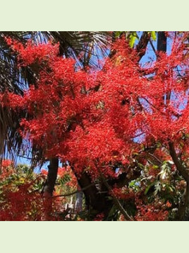 Brachychiton acerifolius flamme australienne