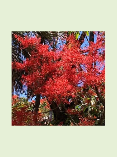 Brachychiton acerifolius flamme australienne