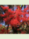 Brachychiton acerifolius flamme australienne