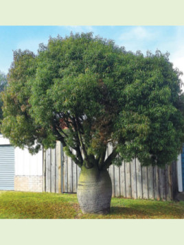 Brachychiton rupestris / Baobab australien