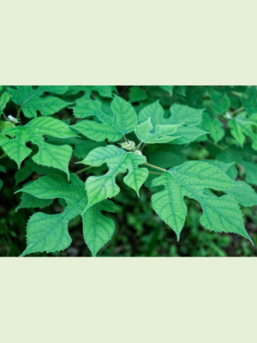 Broussonetia papyrifera / Mûrier à papier (Mûrier de Chine)