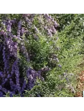 Buddleia alternifolia / Arbre aux papillons à feuilles alternées