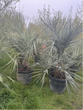 Butia capitata / Palmier abricot