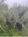 Butia capitata / Palmier abricot