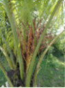 Butia capitata / Palmier abricot