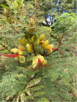 Caesalpinia gilliesii / Oiseau du paradis (Erythrostemon)