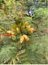 Caesalpinia gilliesii / Oiseau du paradis (Erythrostemon)