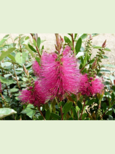 Callistemon 'Hotpink' / Rince bouteille