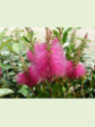 Callistemon 'Hotpink' / Rince bouteille