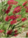 Callistemon 'Rigidus' / Rince bouteille