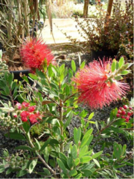 Callistemon 'Laevis' / Rince bouteille