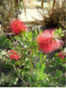 Callistemon 'Laevis' / Rince bouteille