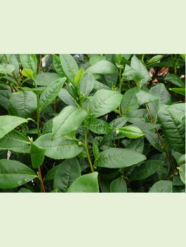 Camellia sinensis / Théier