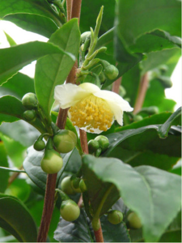 Camellia sinensis / Théier