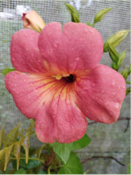 Campsis grandiflora / Bignone (orange)