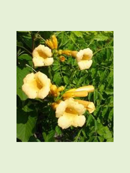 Bignone Campsis radicans flava