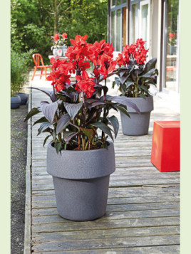 Canna Cannova bronze scarlet