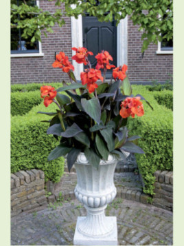 Canna Cannova orange bronze