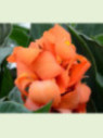 Canna Cannova orange shades