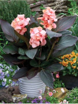 Canna Cannova Peach bronze