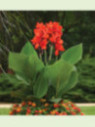 Canna Cannova scarlet