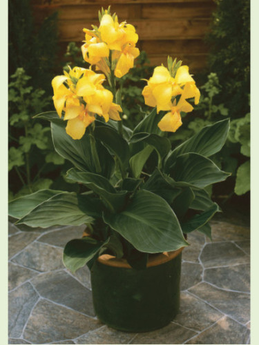 Canna Cannova yellow