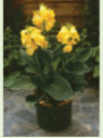 Canna Cannova yellow