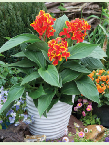 Canna Cannova red golden flame