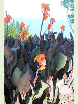 Canna Pourpre Liberté (wyoming)