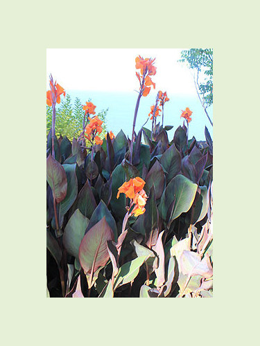 Canna Pourpre Liberté (wyoming)