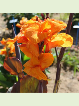 Canna Pourpre Liberté (wyoming)