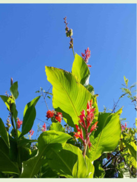 Canna 'Géant marabout'