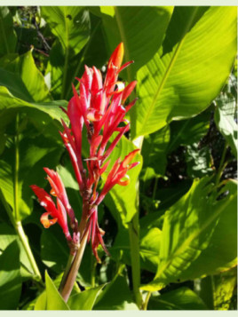 Canna 'Géant marabout'